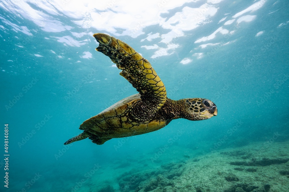 Obraz premium Sea Turtle, Honu, Hawaii