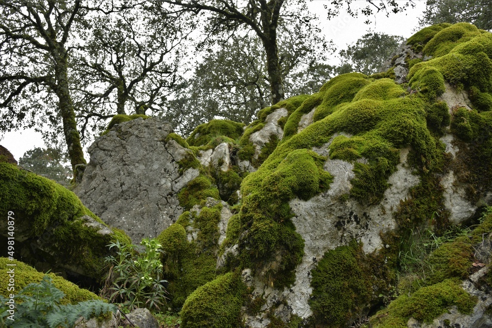 Grey limestone boulders covered in thick carpets of brilliantly green moss along the Pico Navazo Alto hike on a foggy late winter day in the Sierra de Grazalema mountains, near Villaluengo, Spain Grey limestone boulders covered in thick carpets of brilliantly green moss along the Pico Navazo Alto hike on a foggy late winter day in the Sierra de Grazalema mountains, near Villaluengo, Spain