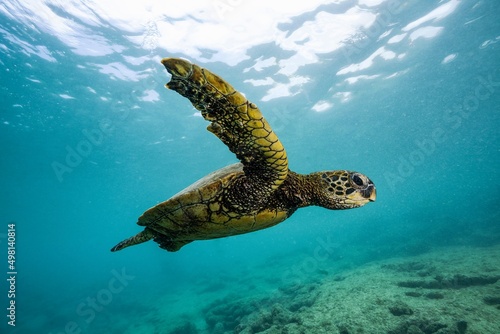 Sea Turtle  Honu  Hawaii