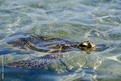 Sea Turtle, Honu, Hawaii