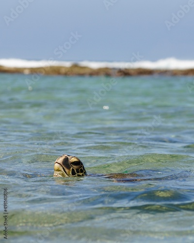 Sea Turtle, Honu, Hawaii