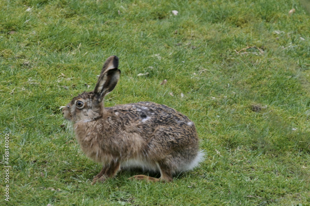 Fototapeta premium Hase 22001