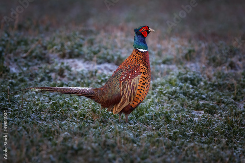 Wallpaper Mural The common pheasant is a bird in the pheasant family Phasianidae Torontodigital.ca
