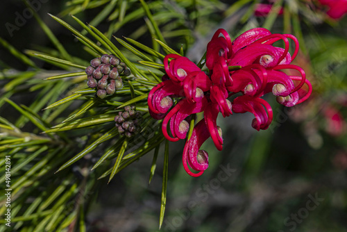Grevillea Flower Pink Macro