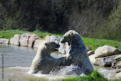 Jeu aquatique des ours polaires photo