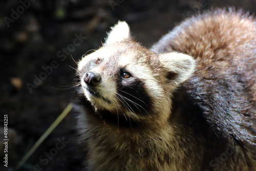 Obraz na płótnie Adorable raton laveur w salonie