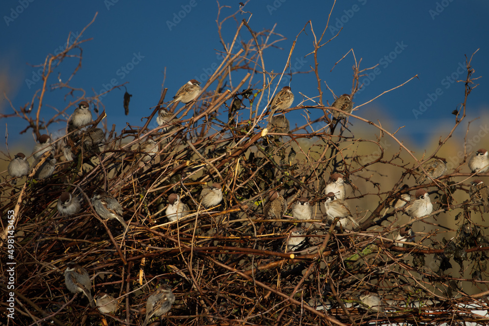sparrows sit on the bushes after the rain sparrows sit on the bushes after the rain