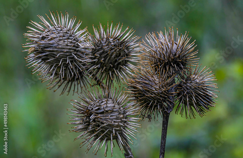 Echinops sphaerocephalus close up flower macro
