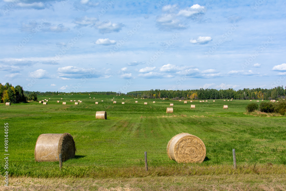 Hay In Green Field