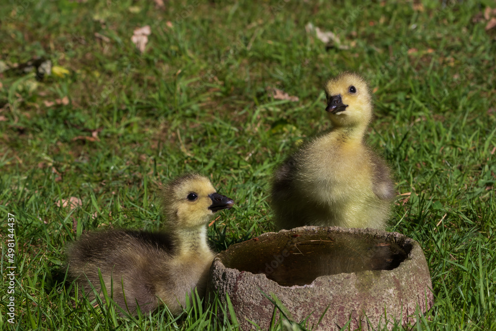 Fototapeta premium Two cute baby goslings drinking water.