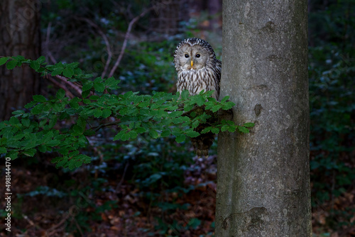 The Ural owl - Strix uralensis - is a large nocturnal owl