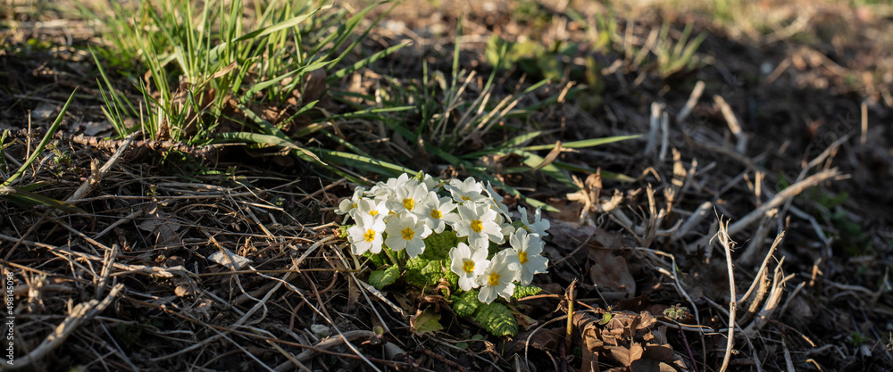primroses with white petals in evening sunlight primroses with white petals in evening sunlight
