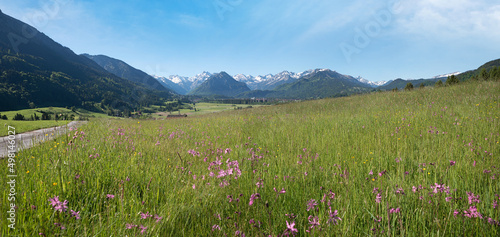 spring landscape allgau alps near Rubi, meadow with pink lychnis flowers photo