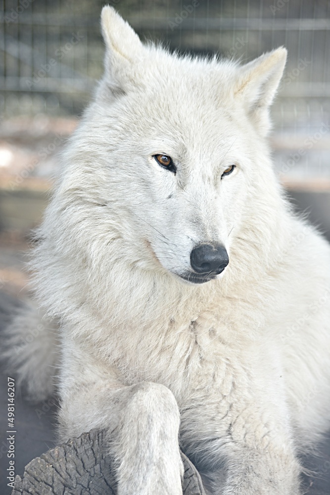 polar wolf dozing with its paws folded in the zoo polar wolf dozing with its paws folded in the zoo