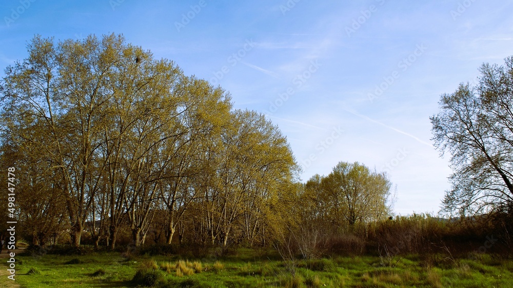 Obraz premium Forest