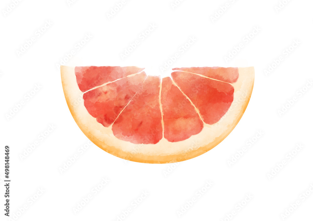 Grapefruit Slice Illustation Isolated on Whote Background, Watercolor Style