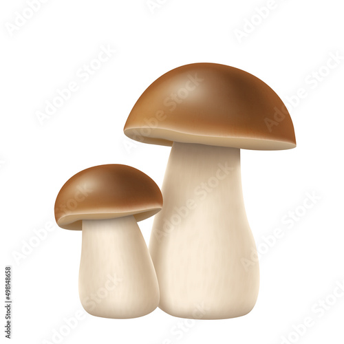 Realistic boletus, pocrini mushroom with brown cap and white stem isolated on white background