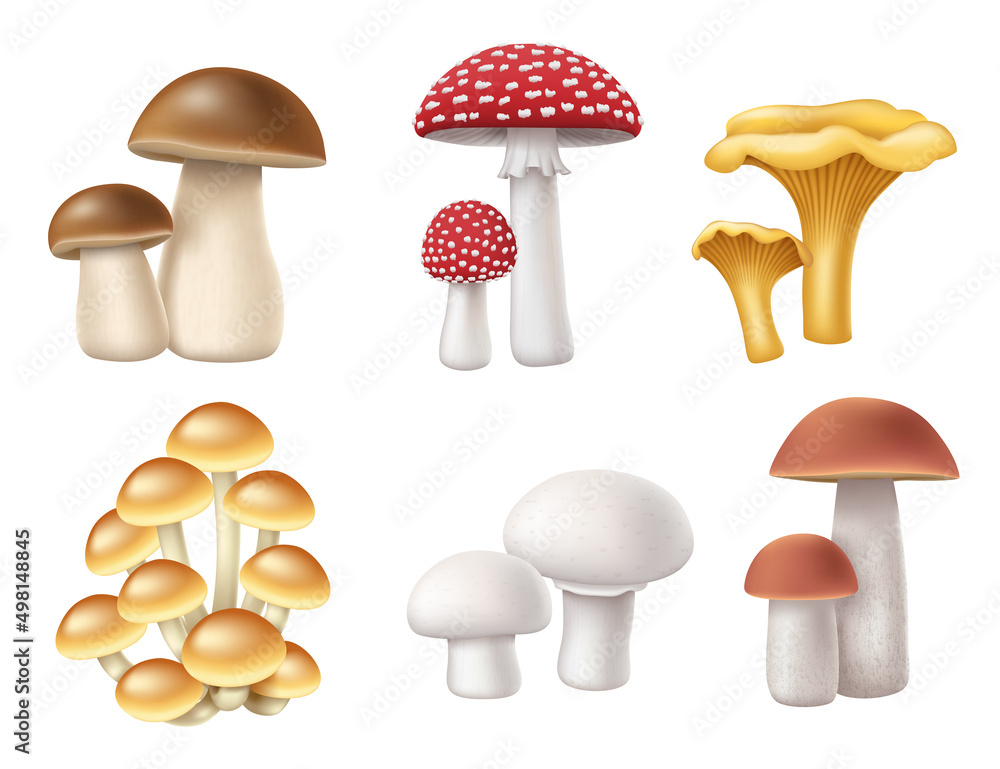 Mushrooms set. Realistic 3d honey fungi, boletus, chanterelle, muscaria fly agaric and champignon