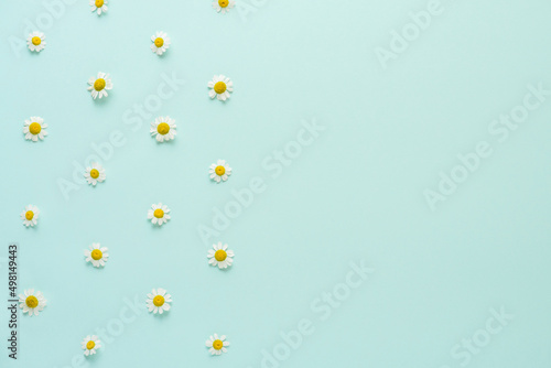 Flower composition. White chamomile or daisy flowers on pastel blue background with copy space. Flat lay
