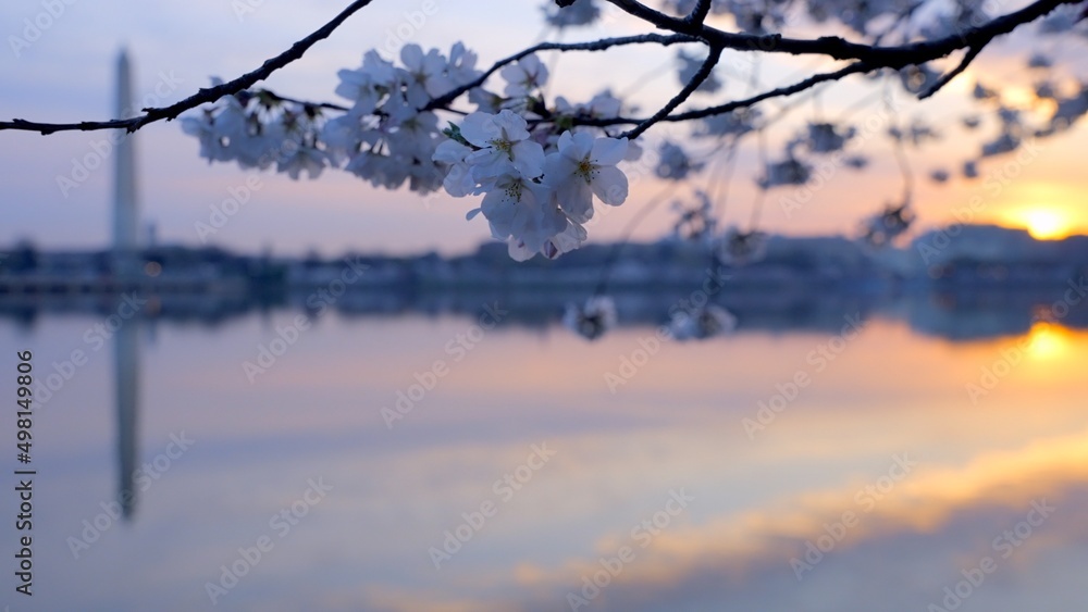 Sunrise at the tidal basin during peak cherry blossom bloom Sunrise at the tidal basin during peak cherry blossom bloom