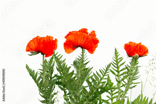 Red poppy isolated on white backgeound