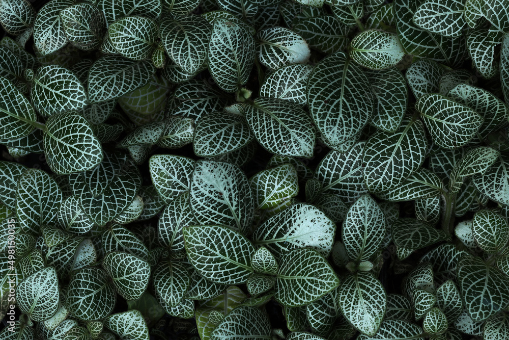 Fototapeta premium close-up nature view of white green black leaves in garden, dark wallpaper concept, nature background, tropical leaves