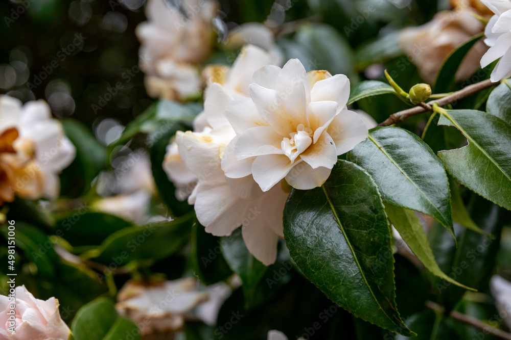 Obraz premium white rhododendron flower
