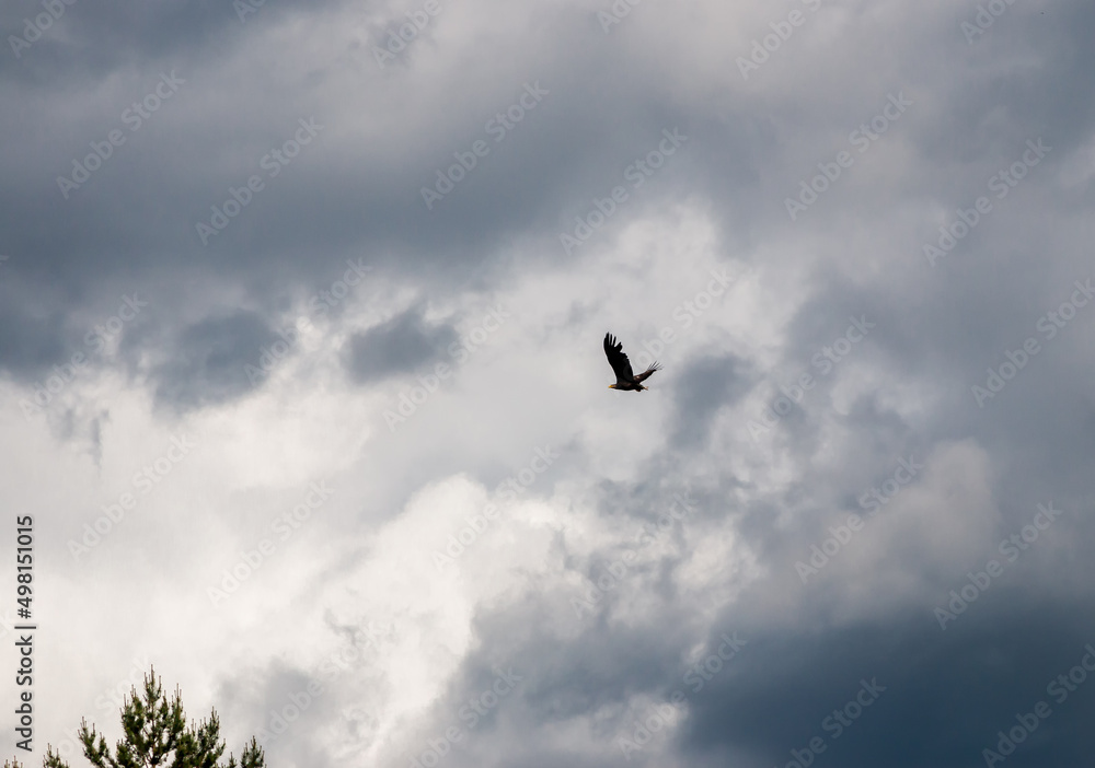 A bird of prey flies beautifully against a stormy sky A bird of prey flies beautifully against a stormy sky