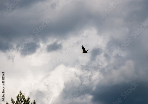 A bird of prey flies beautifully against a stormy sky