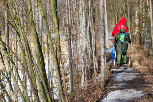 Hiking  concept of an active lifestyle  spring forest. Nordic walking poles