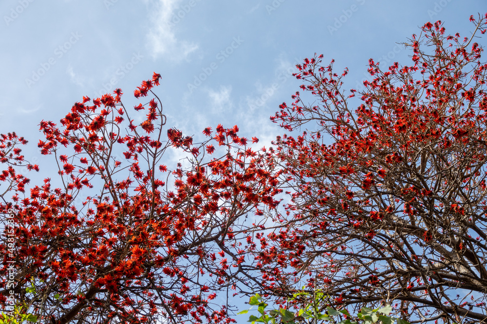 Exotic red flowers of a coral tree (Erythrina lysistemon) in a park in Malaga (Spain) Exotic red flowers of a coral tree (Erythrina lysistemon) in a park in Malaga (Spain)
