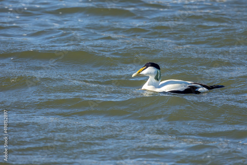 A male eider duck swimming in the sea in the north of Denmark at a windy day in spring.
