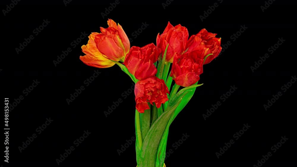 Beautiful red tulip flowers background. Beautiful bouquet of Beautiful red tulip flowers background. Beautiful bouquet of Red tulips on a black background. Timelapse of red tulip flowers opening Beautiful red tulip flowers background. Beautiful bouquet of Beautiful red tulip flowers background. Beautiful bouquet of Red tulips on a black background. Timelapse of red tulip flowers opening