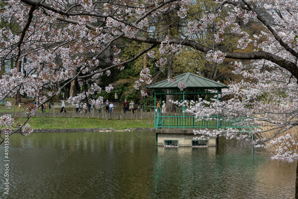 Cherry blossoms in full bloom and a small hut