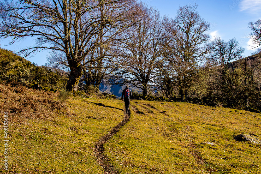calm image of a narrow path through a beautiful green meadow with some leafless trees in the background