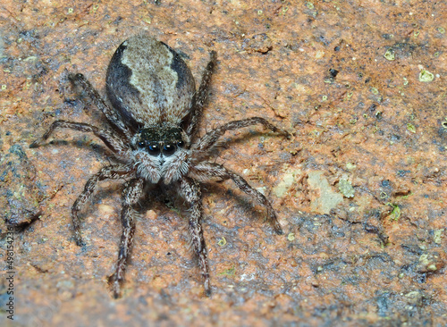 A Closeup Focus Stacked Image of A Small Tan Jumping Spider on the Brick Wall of a House