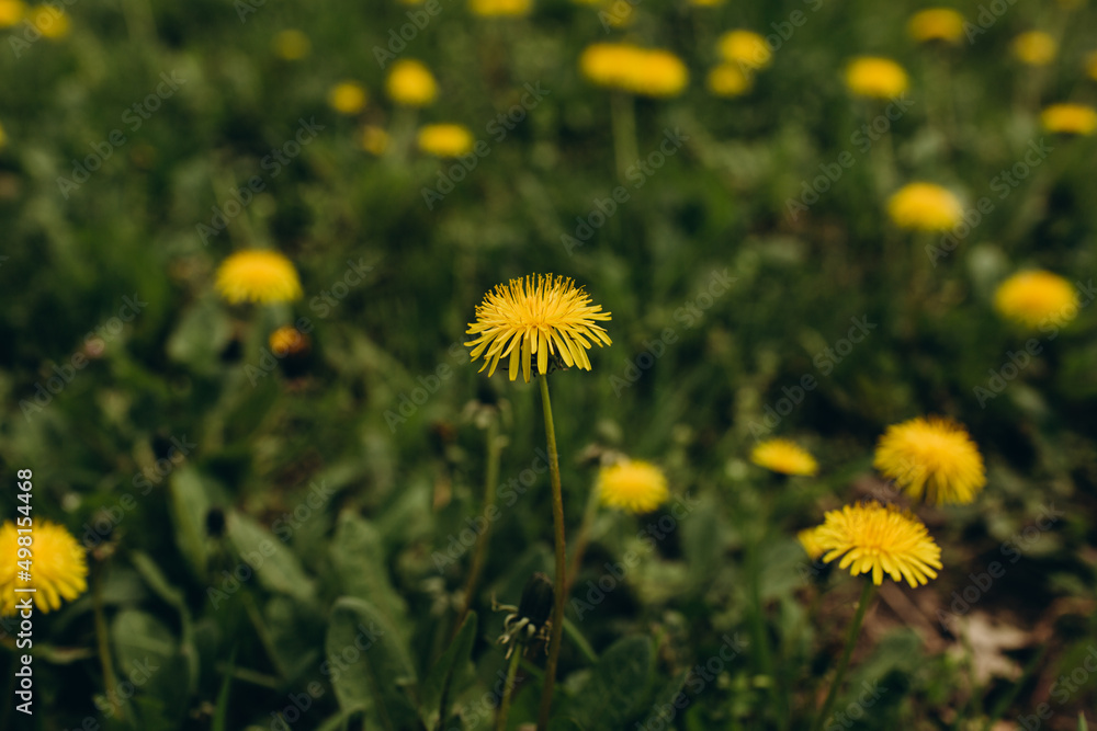 beautiful yellow dandelion flowers growing in the park beautiful yellow dandelion flowers growing in the park
