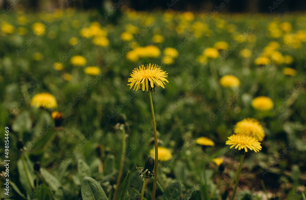 beautiful flowers of yellow dandelions grow in the park on green grass beautiful flowers of yellow dandelions grow in the park on green grass