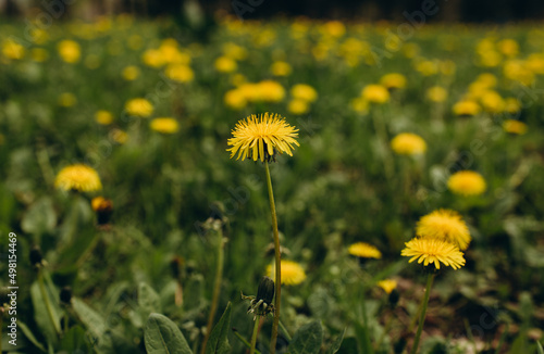 beautiful flowers of yellow dandelions grow in the park on green grass