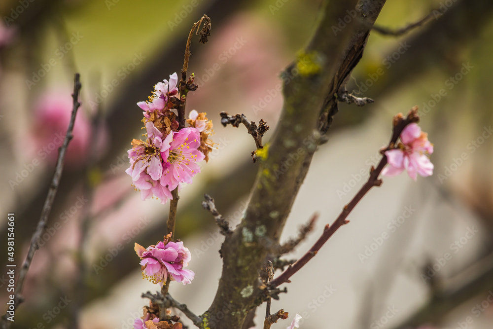 Einzelne wunderschöne rosa Blüten auf Ästen Einzelne wunderschöne rosa Blüten auf Ästen
