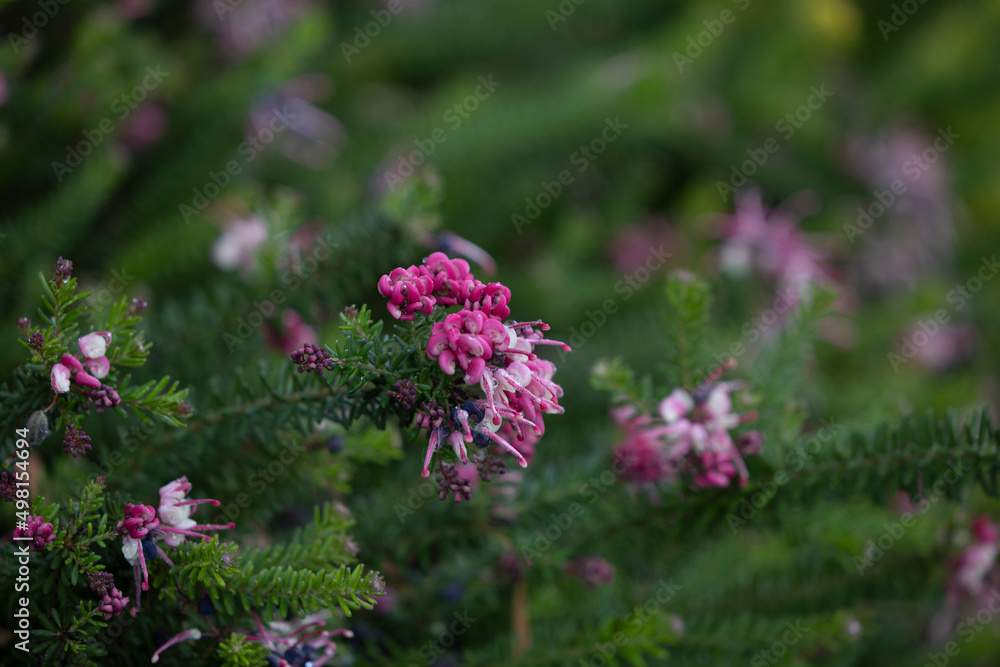 Wooly Grevillea blossom Wooly Grevillea blossom