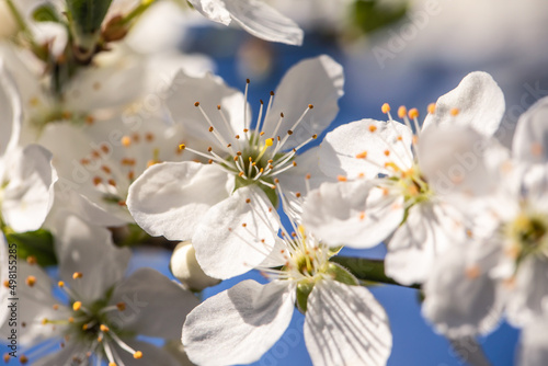 Weiße Blüten in Nahaufnahme