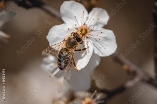 Biene auf Blüte © Vanell