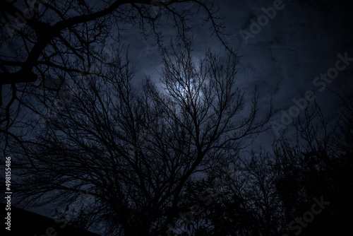 The full moon in cloudy sky seen through branches of trees at night © zef art
