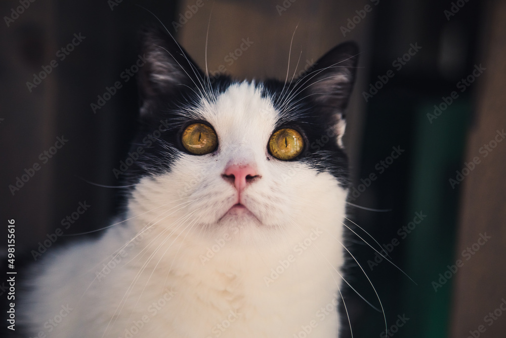 Schwarz-weiße Katze mit gelben Augen