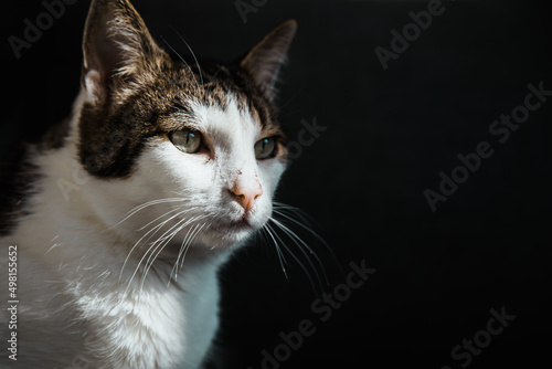 Portrait einer weiß-getigerten Katze © Vanell
