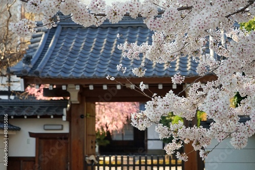 Spring Town Landscape in Kyoto