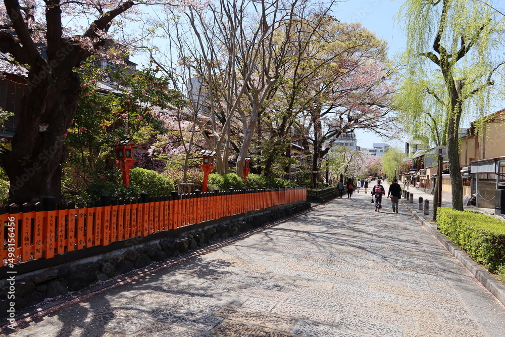 A scene of Shirakawa-suji Street at Gion in Kyoto City in Japan 日本の京都市にある祇園の白川筋の風景