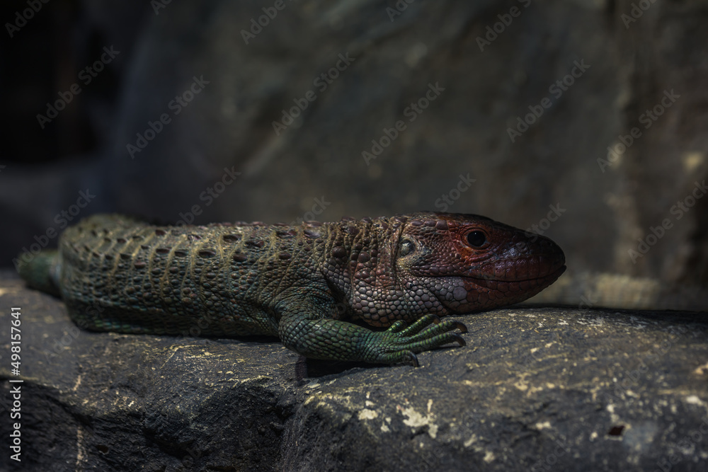 Obraz premium Krokodilteju