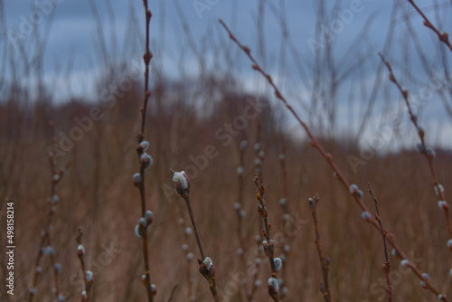 close-up of the blooming flower buds, close-up of buds
